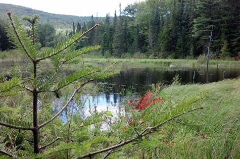 Beaver pond with Gardner Mountain in the background